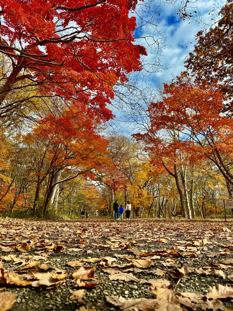 秋の公園散策