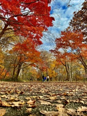 秋の公園散策