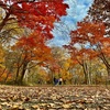 秋の公園散策