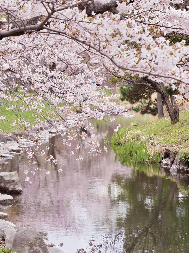 花筏になるのかな？