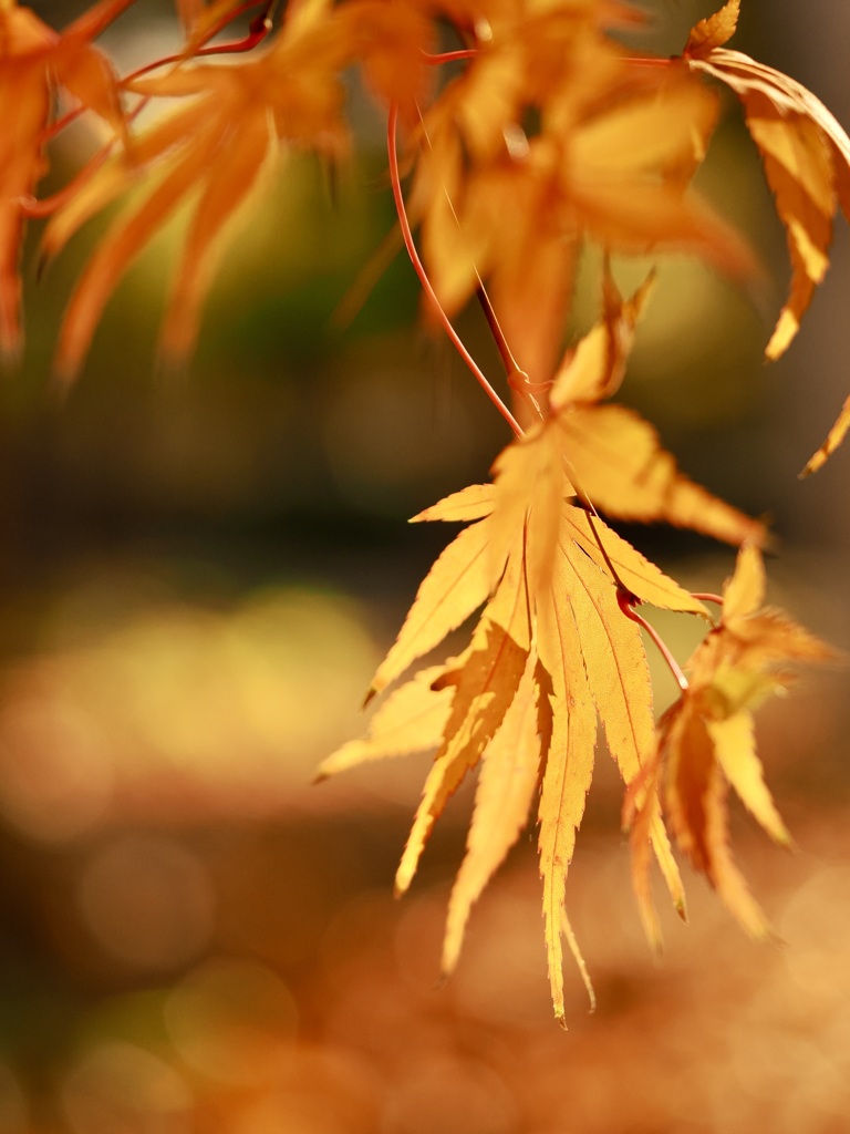 柔らかな日差しの中で