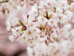 桜 さくら サクラ