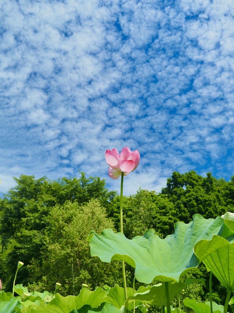 鱗雲と蓮花