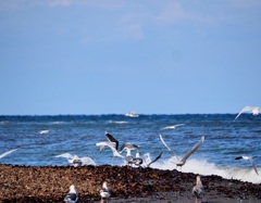 海岸散歩