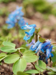青き花