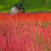 紅の向こう側
