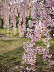 枝垂れ桜