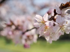 北海道にも桜到着