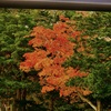 Torii Flame