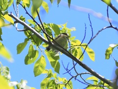 なんて鳥かな？