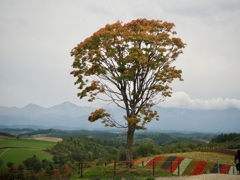 四季彩の丘の一本の木