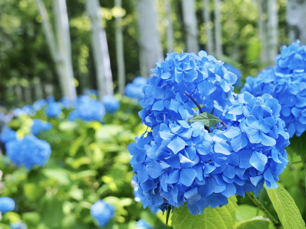 紫陽花　白樺をバックに