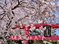 鳥居、桜に埋まる