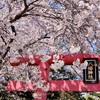 鳥居、桜に埋まる