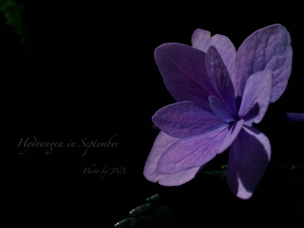 9月の紫陽花