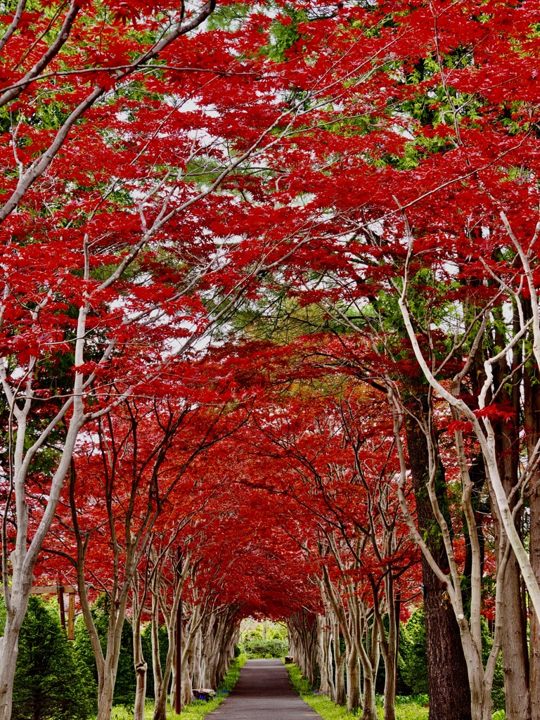 春に撮った紅葉トンネル