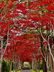 春に撮った紅葉トンネル 春に撮った紅葉トンネル