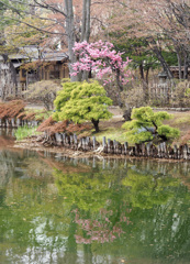 中島公園日本庭園