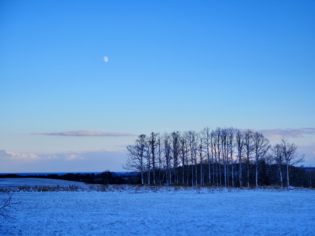白樺と月と雪野原