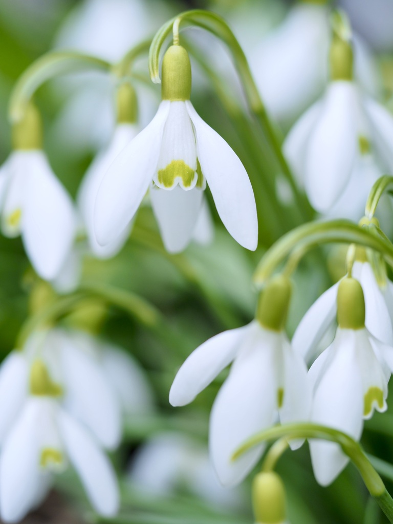 Snowdrop