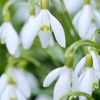 Snowdrop