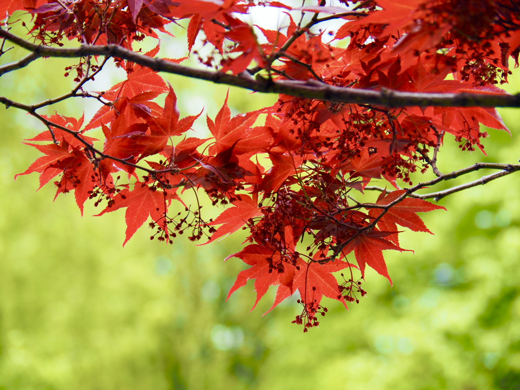 新緑の中の紅葉