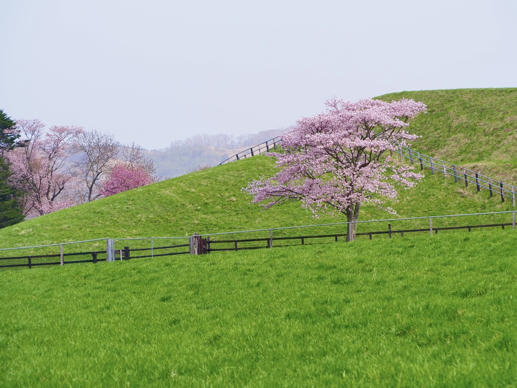 名も無い一本桜