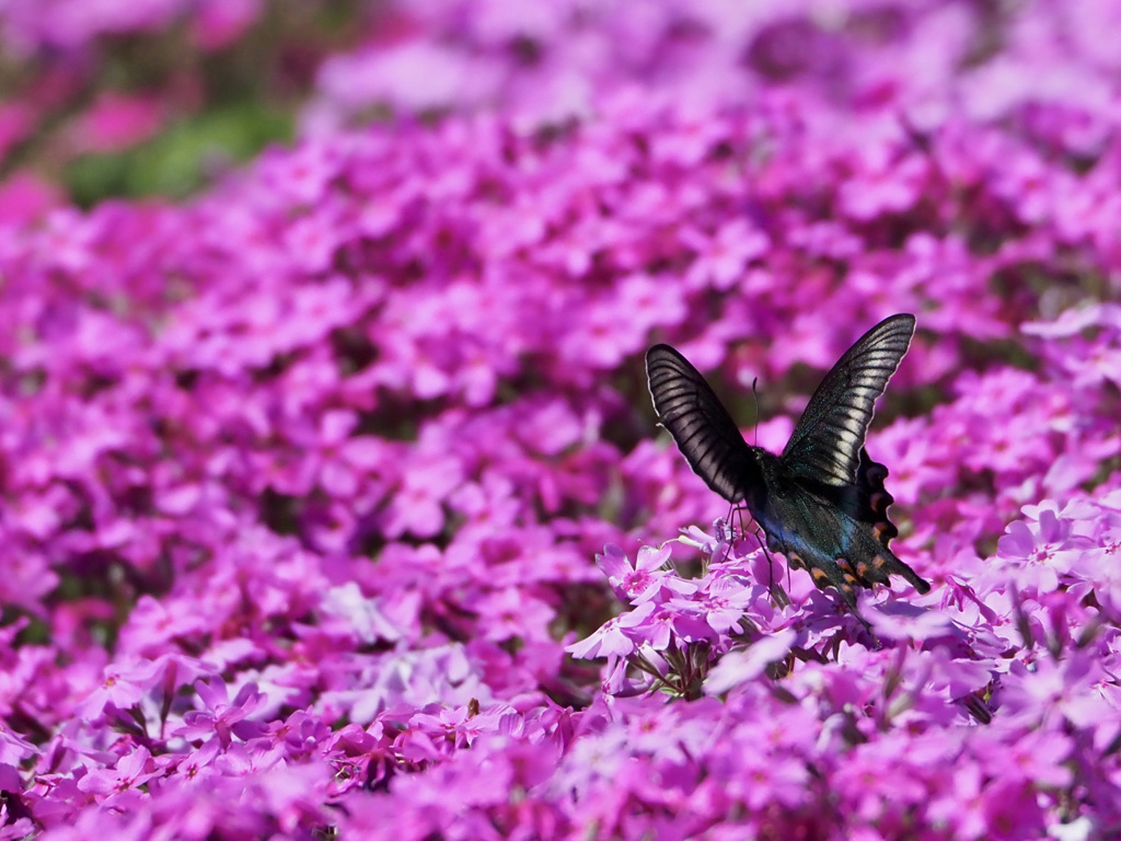 芝桜の中を舞う