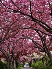 濃い色の桜トンネル