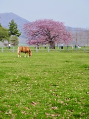 馬と桜　その２