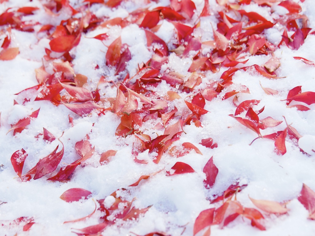 Autumn Leaves on the Snow