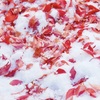 Autumn Leaves on the Snow