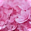 紫陽花ピンク