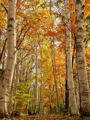 秋を全身に浴びる