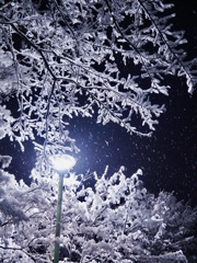 啓蟄の夜