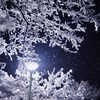 啓蟄の夜