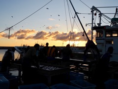 陸に上がって…