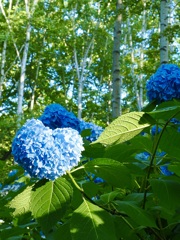 ハートの紫陽花