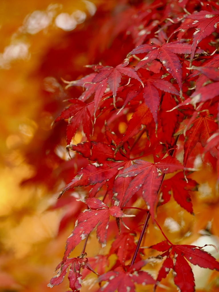 熟れ過ぎくらいが美しい