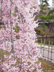 中島公園の枝垂れ桜