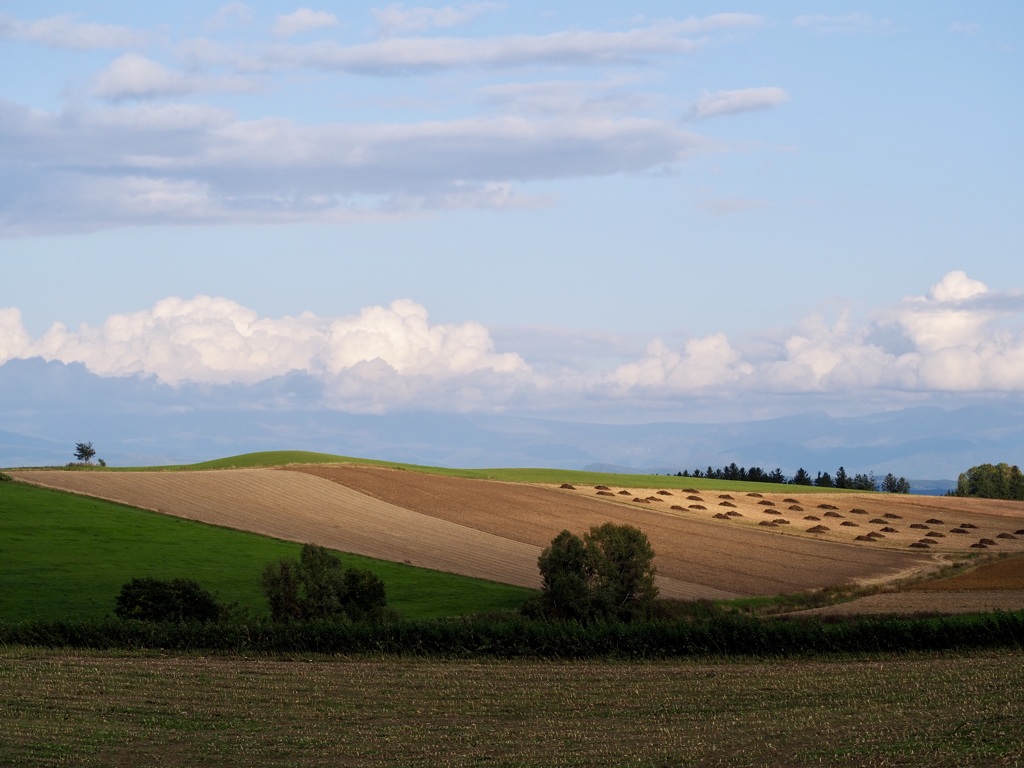 10月の美瑛の丘