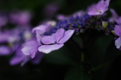 額紫陽花