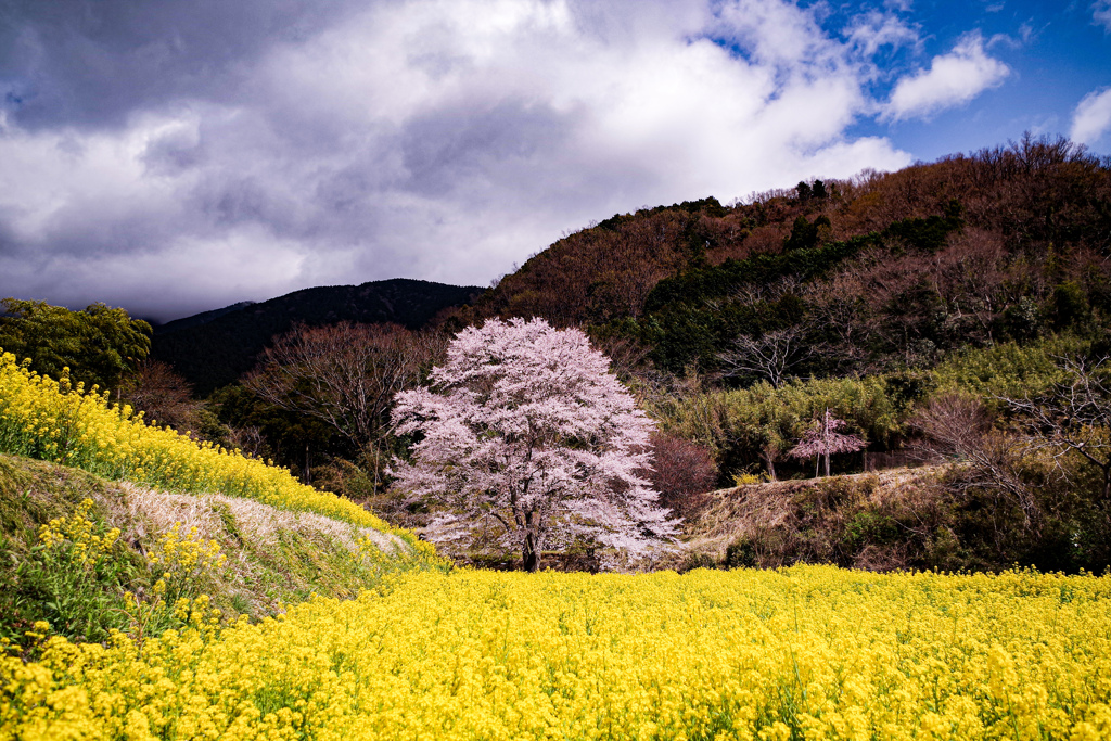 薄墨桜
