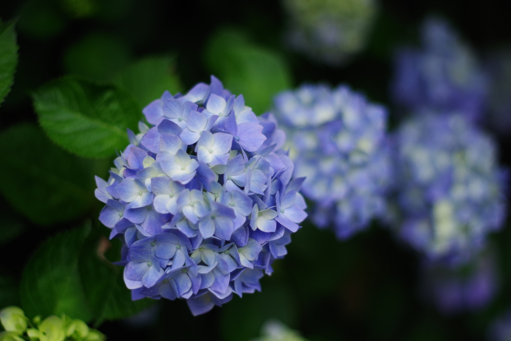 紫陽花