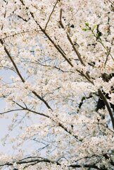 粗めの桜