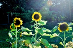 フラワーロック