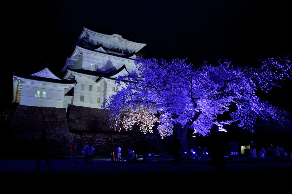 雨　夜桜