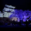 雨　夜桜