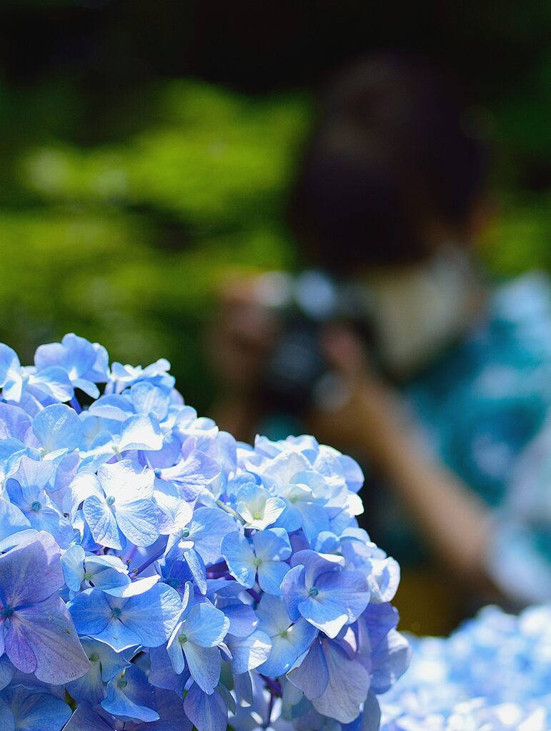 紫陽花越し