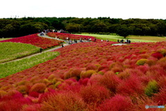 紅葉コキア